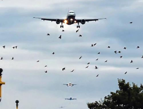 Qual a organização mais importante da aviação civil ?